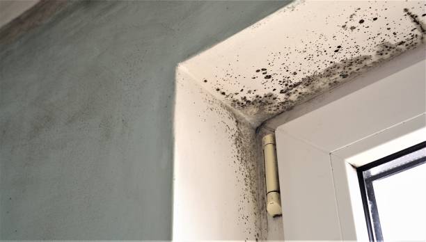 Best Basement Mold Removal  in St Anne, IL