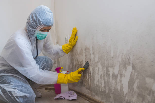 Professional Mold Inspection, Removal & Remediation in St Anne, IL