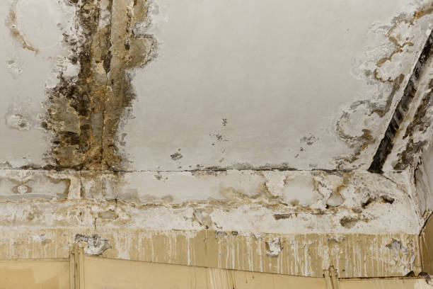 Best Water Damage & Mold Remediation  in St Anne, IL