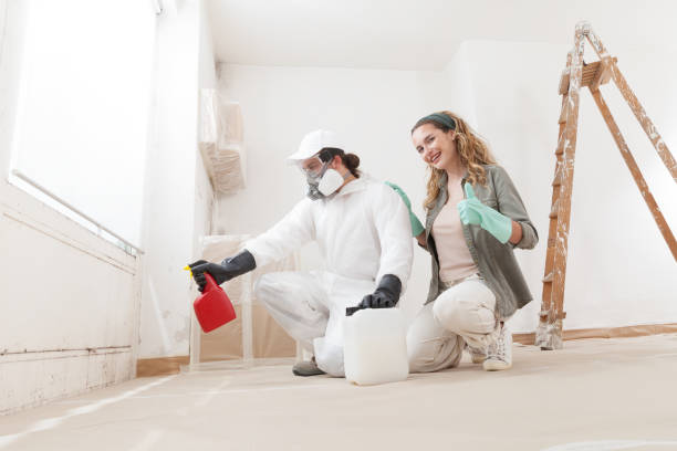 Best Black Mold Removal  in St Anne, IL