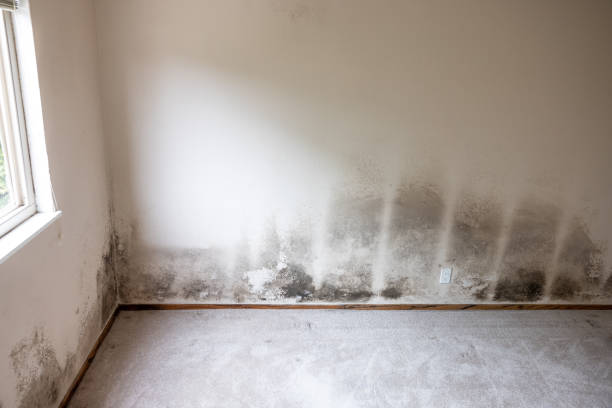 Best Asbestos and Lead Testing During Mold Inspection  in St Anne, IL