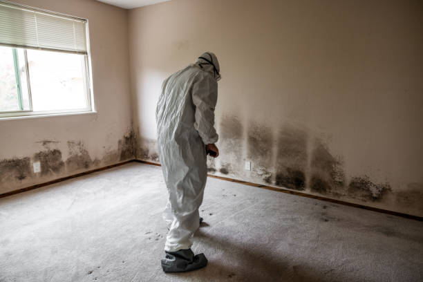 Best Industrial Mold Remediation  in St Anne, IL